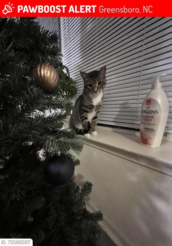 Lost Male Cat last seen He was last seen in the Wendover River Oaks apmts near Building 25 Apt D., Greensboro, NC 27409