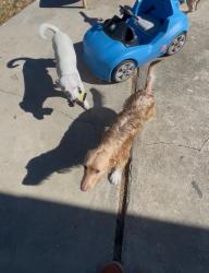 Reunited Male Dog last seen Kirker Pass & Valle Vista, Pittsburg, CA 94565