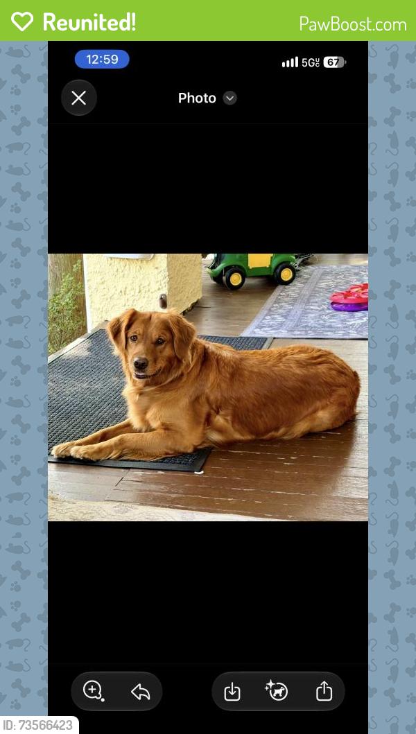 Reunited Female Dog last seen Near 42nd Pl, Hyattsville, MD 20781, USA, Hyattsville, MD 20781