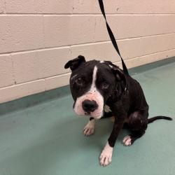 Shelter Stray Male Dog last seen , 2350 Appling City Cove, Memphis, TN 38133, USA