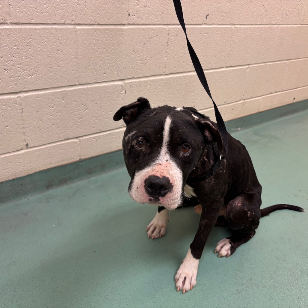 Shelter Stray Male Dog last seen , 2350 Appling City Cove, Memphis, TN 38133, USA