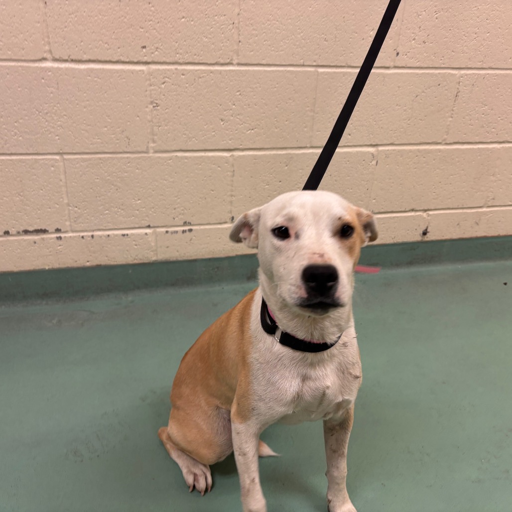 Shelter Stray Female Dog last seen , 2350 Appling City Cove, Memphis, TN 38133, USA