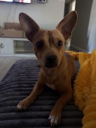 Lost Male Dog last seen Rivercrest Ln and by North Lake Elementary, Garland, TX 75040