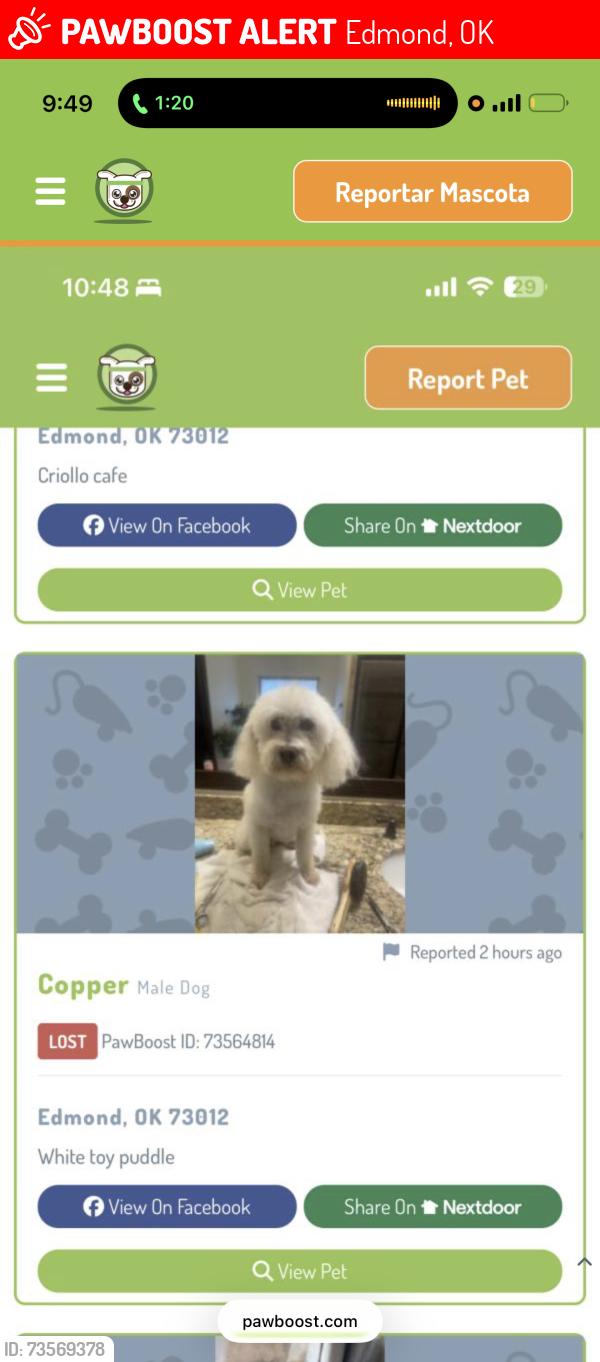 Lost Male Dog last seen Around covell Edmond, Edmond, OK 73034