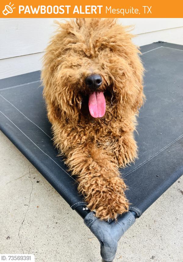 Found/Stray Male Dog last seen Cool Springs Drive Mesquite Texas, Mesquite, TX 75181