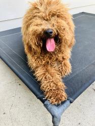 Found/Stray Male Dog last seen Cool Springs Drive Mesquite Texas, Mesquite, TX 75181
