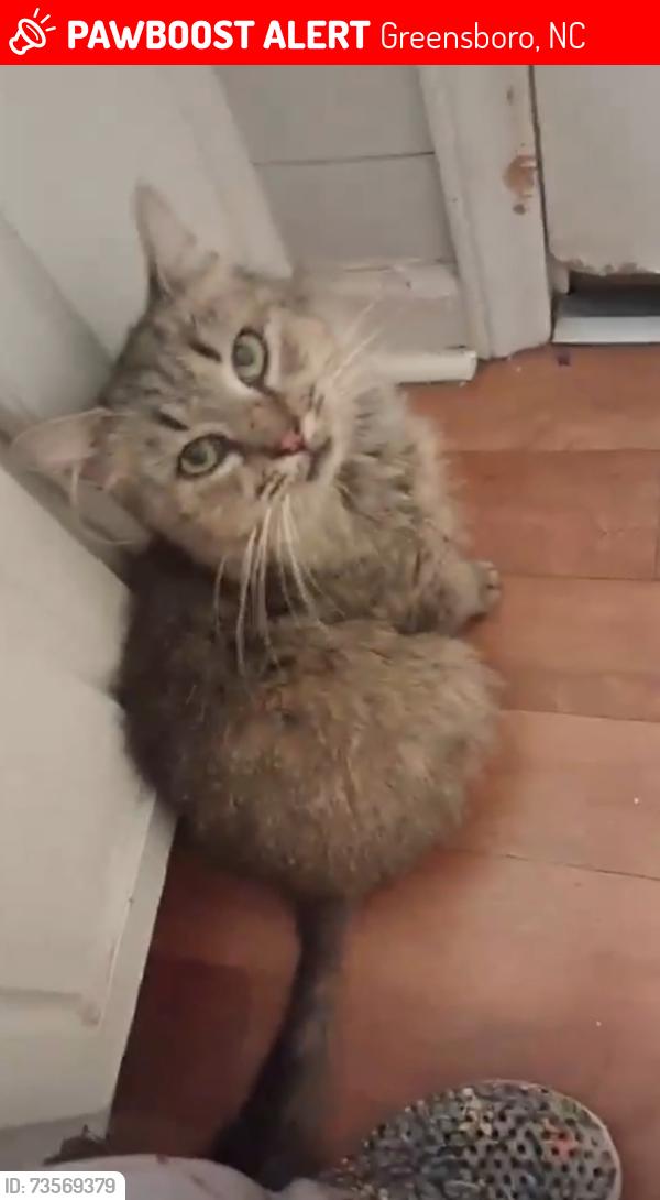 Lost Female Cat last seen Went into woods between 1923 and 1935 Fleming Road, Greensboro, NC 27410