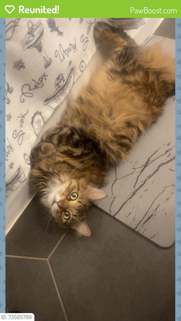 Reunited Male Cat last seen Ballard & Western, Des Plaines, IL 60016