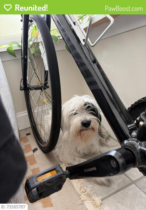 Reunited Unknown Dog last seen carroll and bedford, Brooklyn, NY 11225
