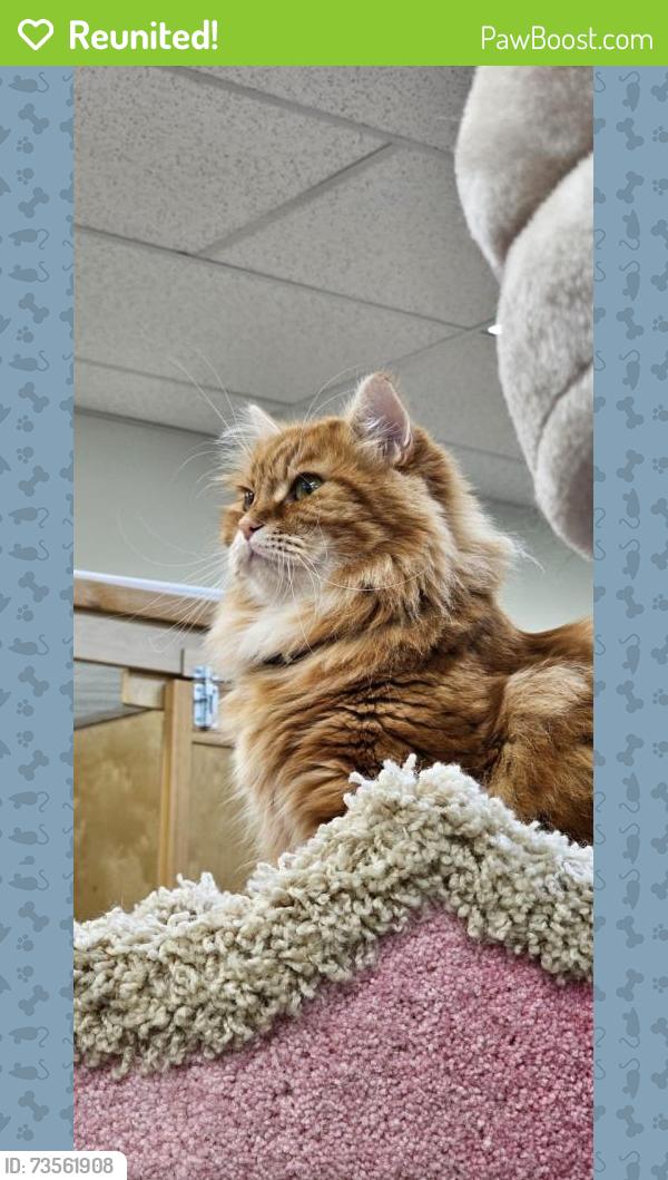 Reunited Male Cat last seen King Edward Ave and Ontario, Vancouver, BC V5Y 2G8