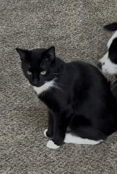 Lost Male Cat last seen Ironwood Ct, Aurora, IL 60506