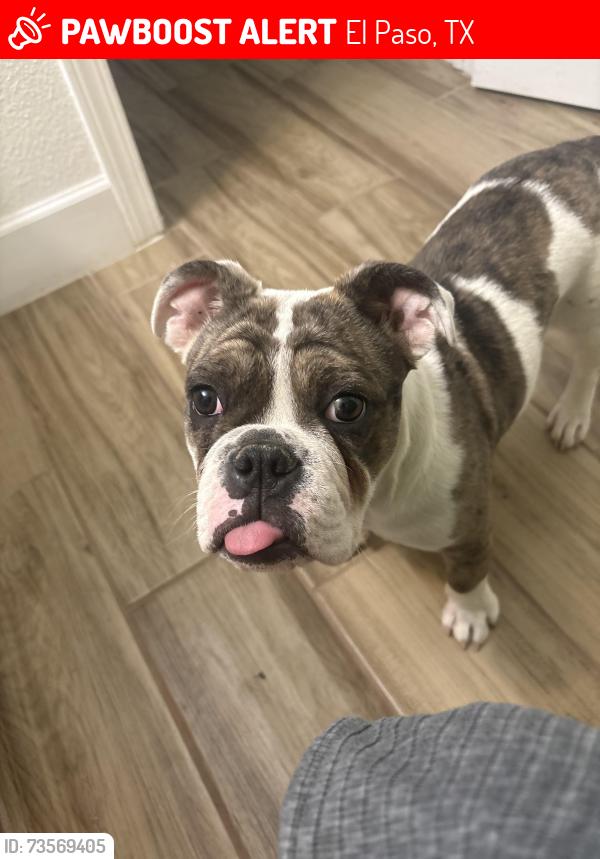 Lost Female Dog last seen Jim Webb drive and mesquite sun intersection, El Paso, TX 79934