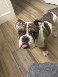 Lost Female Dog last seen Jim Webb drive and mesquite sun intersection, El Paso, TX 79934
