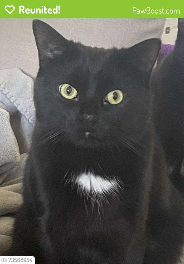 Reunited Male Cat last seen Scotch Pine Gate & Terragar, Mississauga, ON 