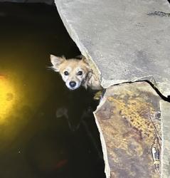 Found/Stray Unknown Dog last seen Lake highlands, The Colony, TX 75056