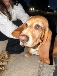 Reunited Female Dog last seen Wheaton dr, Fort Worth, TX 76133