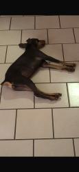 Lost Female Dog last seen Sultana,cherry, F street, Ontario, CA 91764