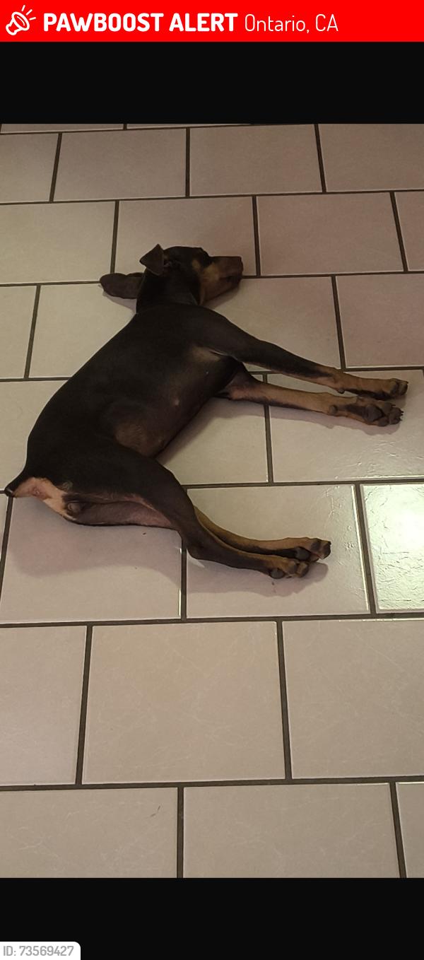 Lost Female Dog last seen Sultana,cherry, F street, Ontario, CA 91764