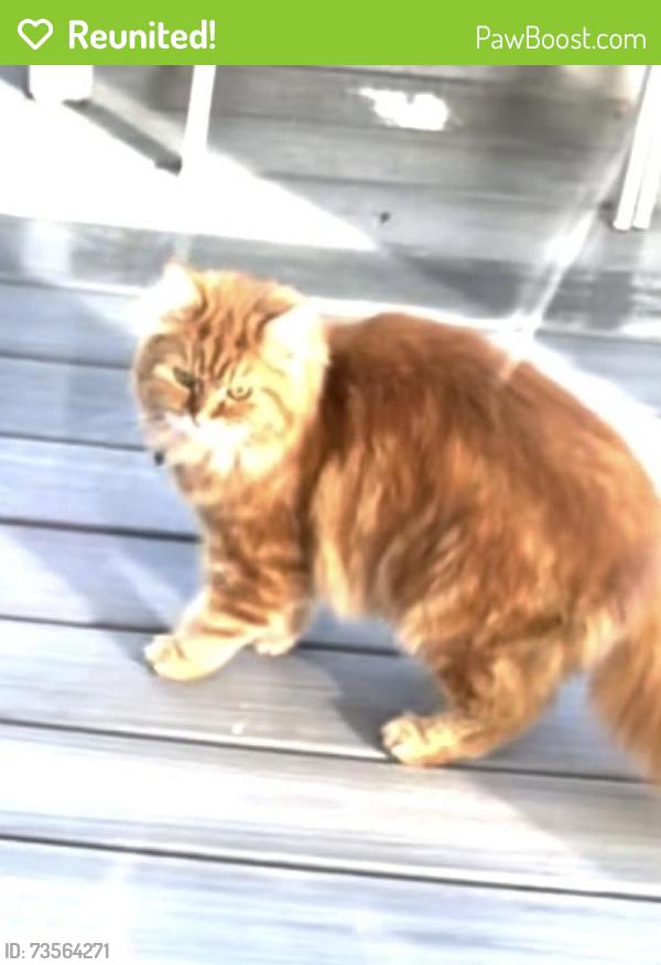 Reunited Male Cat last seen 23rd & Ontario, Vancouver, BC V5Y 2G8