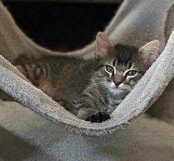 Shelter Stray Male Cat last seen MATHEWS WAY & 66TH AVE, 2127 Front St, Sacramento, CA 95818, USA