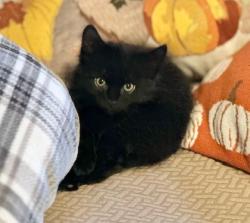 Shelter Stray Male Cat last seen MATHEWS WAY & 66TH AVE, 2127 Front St, Sacramento, CA 95818, USA