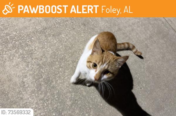Found/Stray Male Cat last seen Reserve of foley, Foley, AL 36535