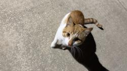 Found/Stray Male Cat last seen Reserve of foley, Foley, AL 36535