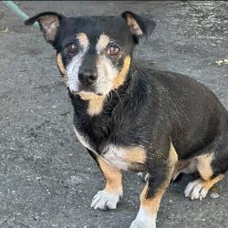 Reunited Male Dog last seen Pleasant Hill Park, Pleasant Hill, CA 94523
