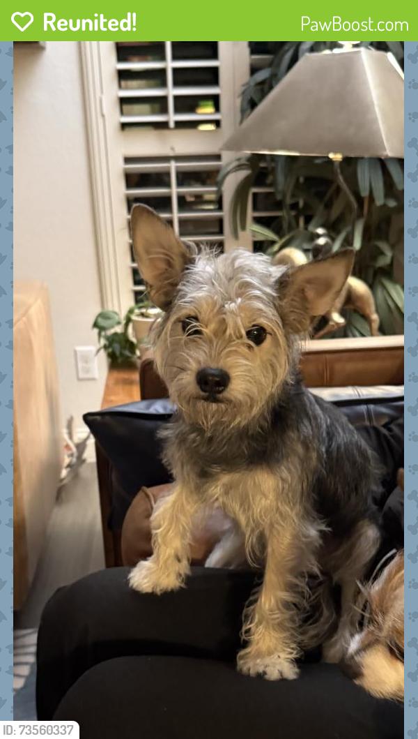 Reunited Male Dog last seen Valle vetde, Leander, TX 78641