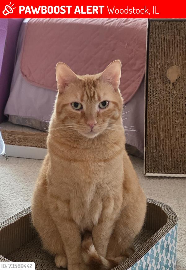 Lost Male Cat last seen Vermont Rd and Collins Rd, Woodstock, IL 60098