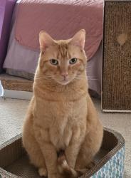 Lost Male Cat last seen Vermont Rd and Collins Rd, Woodstock, IL 60098