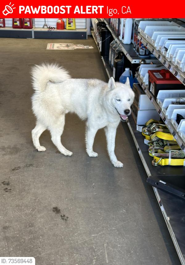 Lost Male Dog last seen Platina road, Igo, CA 96047