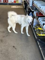 Lost Male Dog last seen Platina road, Igo, CA 96047