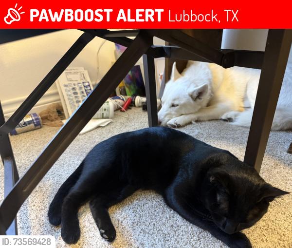 Lost Male Cat last seen Quaker and 114th ST, Lubbock, TX 79424