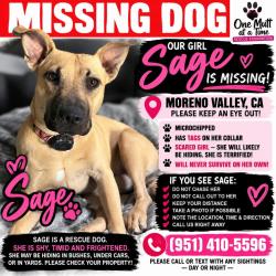Lost Female Dog last seen Moreno Valley Mall, Moreno Valley, CA 92553