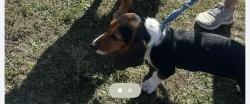 Reunited Female Dog last seen Cromwell and Walnut Hill Lane, Dallas, TX 75229