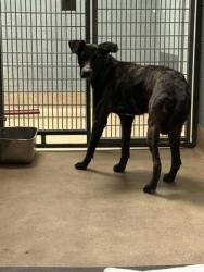 Shelter Stray Female Dog last seen Near 73rd ave, Oakland,, 1101 29th Ave, Oakland, CA 94601, USA