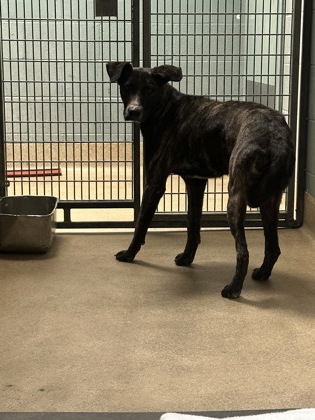 Shelter Stray Female Dog last seen Near 73rd ave, Oakland,, 1101 29th Ave, Oakland, CA 94601, USA