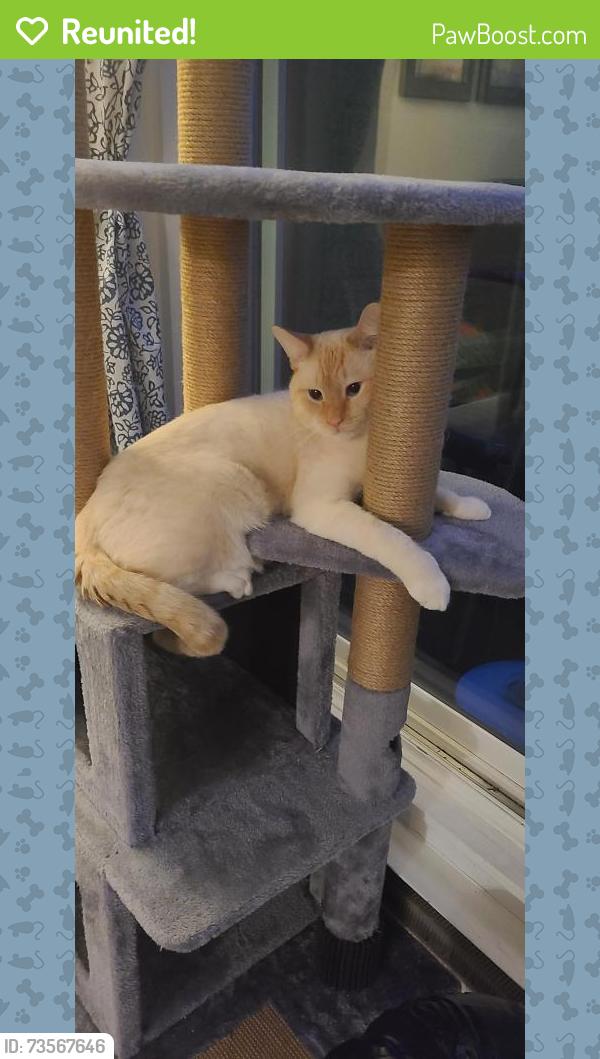 Reunited Male Cat last seen On fleet street around 5am was let out as usual and hasn't returned which is unusual., Coquitlam, BC V3C 3R9