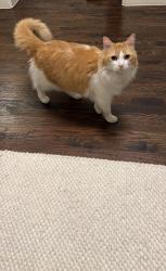 Reunited Male Cat last seen Custer road and bent horn dr near Custer McDermott animal hosp, Allen, TX 75025