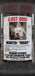 Lost Male Dog last seen Near elysian st 77009, Houston, TX 77009