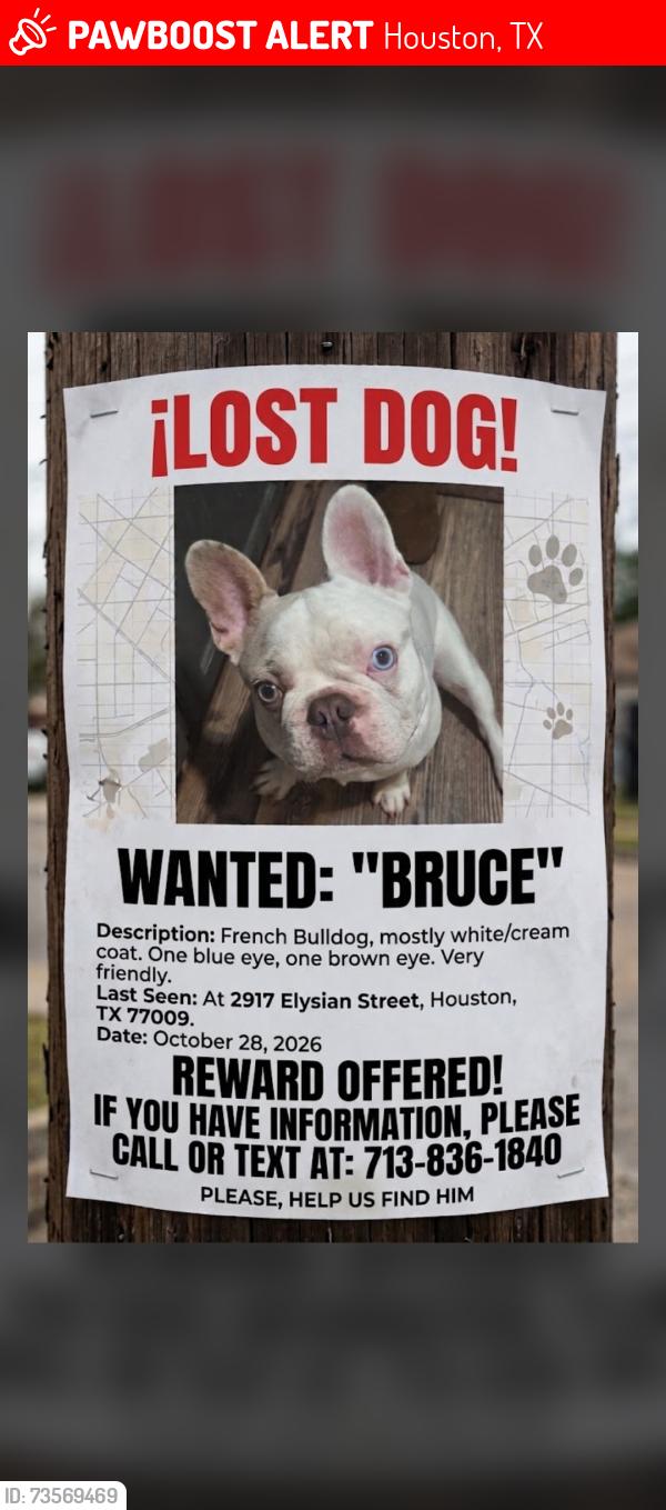 Lost Male Dog last seen Near elysian st 77009, Houston, TX 77009