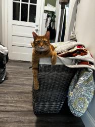Reunited Male Cat last seen Near Lake Shore Drive West and North, Southaven, MS 38671