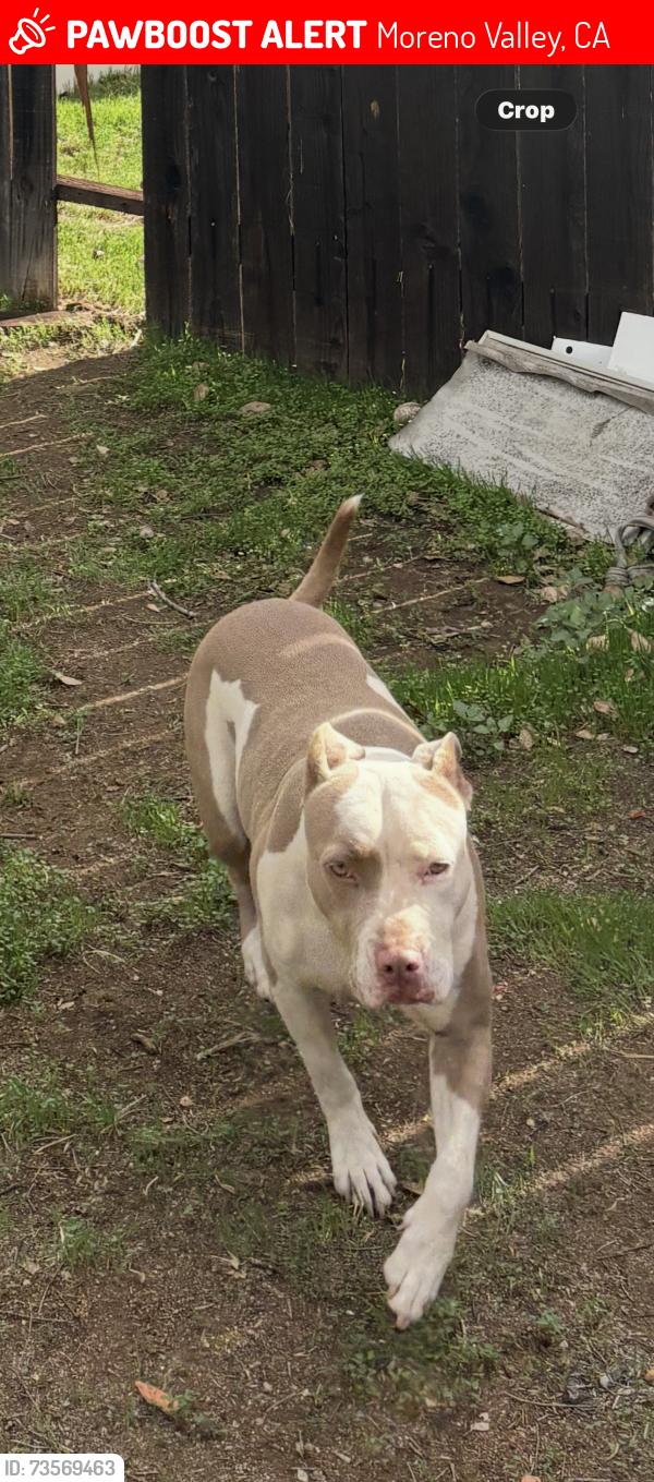 Lost Female Dog last seen Cactus and Rio hondo, Moreno Valley, CA 92553