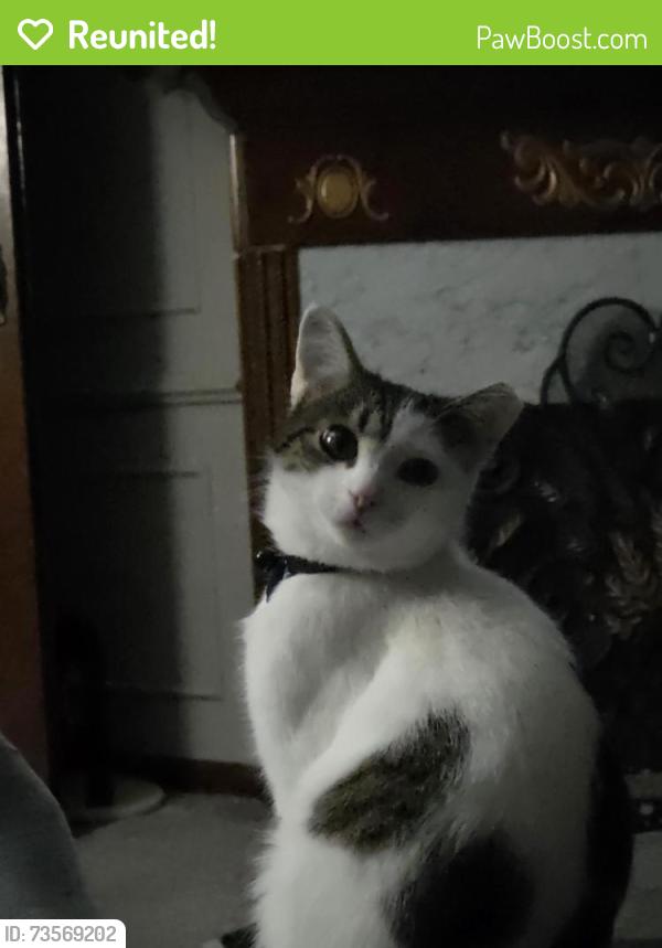 Reunited Female Cat last seen Layne drive, Louisville, KY 40219