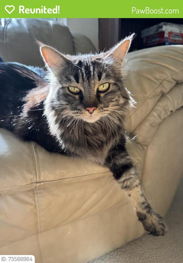 Reunited Unknown Cat last seen USF Campus, San Francisco, CA 94118