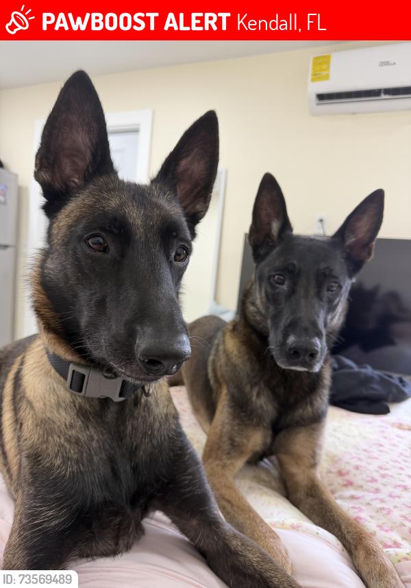 Lost Male Dog last seen Kendall, Kendall, FL 33176