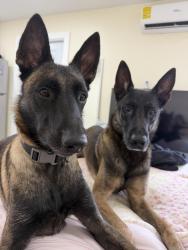 Lost Male Dog last seen Kendall, Kendall, FL 33176