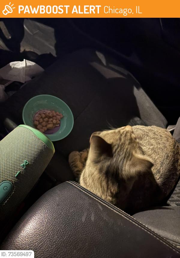 Found/Stray Unknown Cat last seen 55th and western ave, Chicago, IL 60609