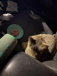 Found/Stray Unknown Cat last seen 55th and western ave, Chicago, IL 60609